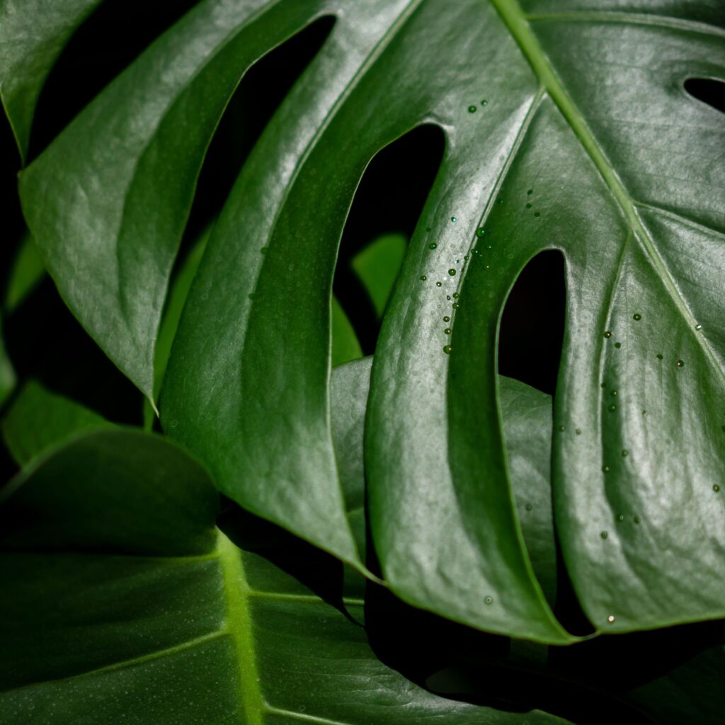 Big Leaf Plant Monstera Deliciosa