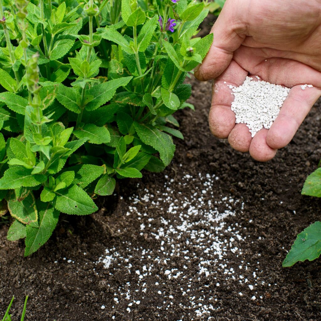 Hand laying down fertilizer in soil.