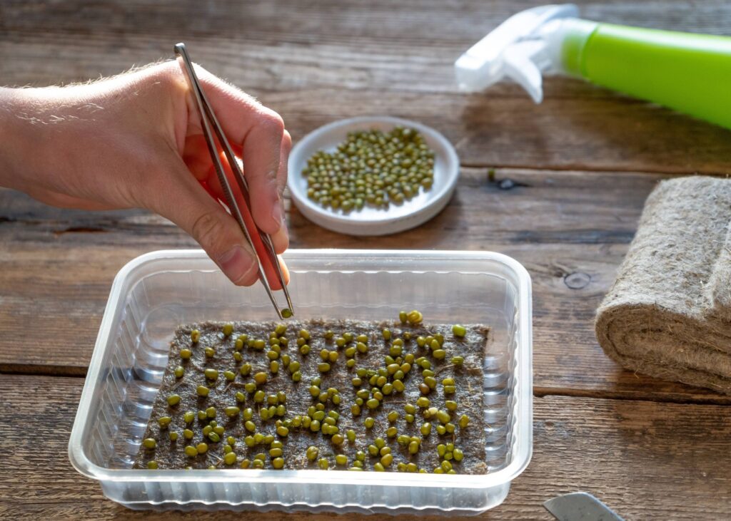 Growing Microgreens from Seed in a tray