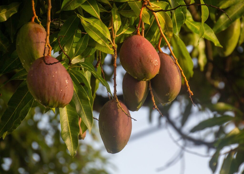 Wet Mangos on trees