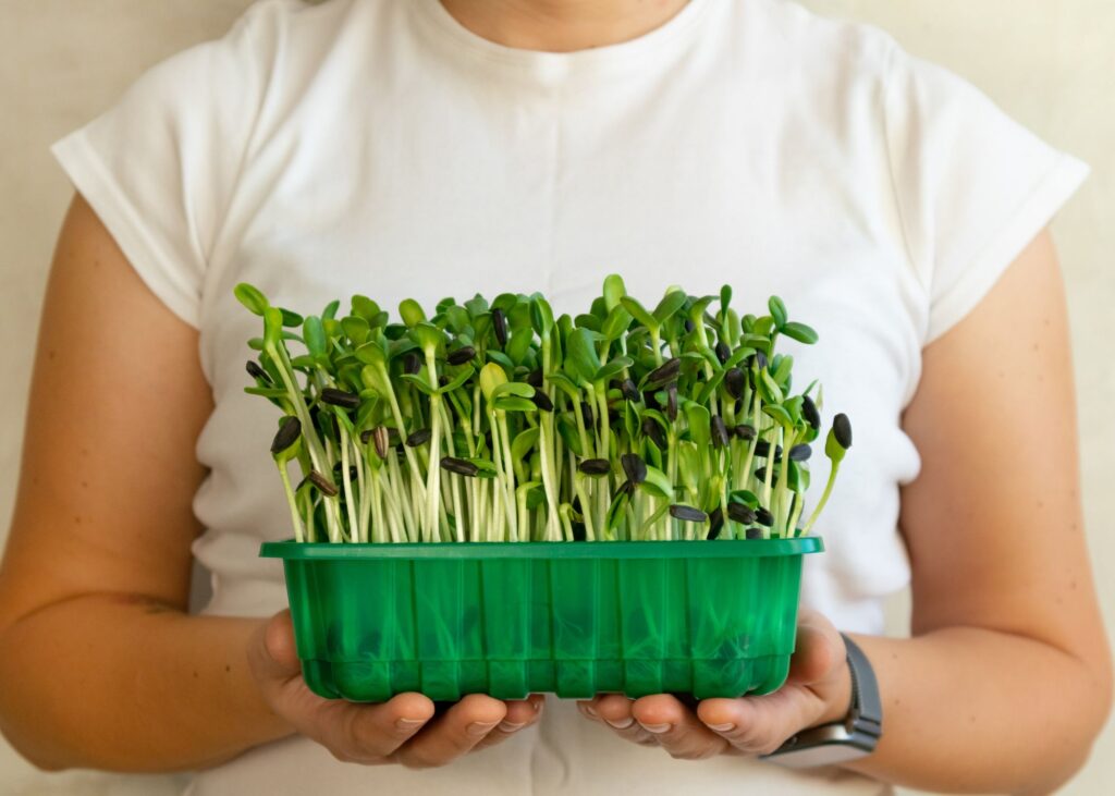 Woman holding a tray of sunflower microgreens