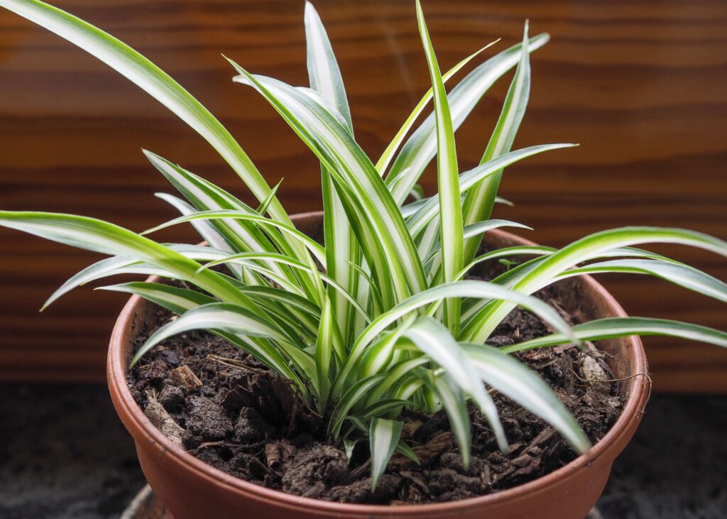 Spider plant indoors in a pot