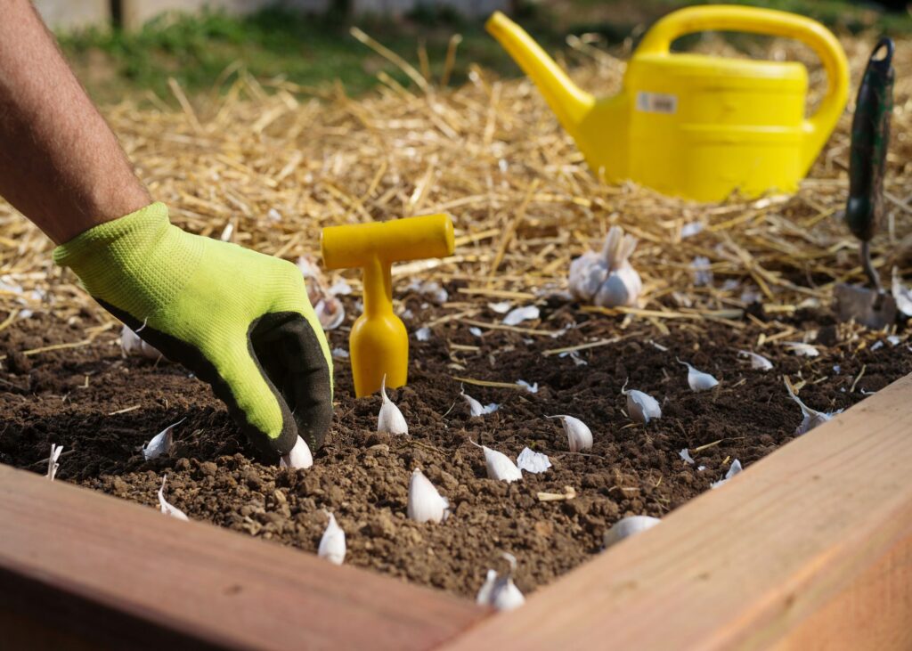 Gardener planting garlic bulbs in a garden bed