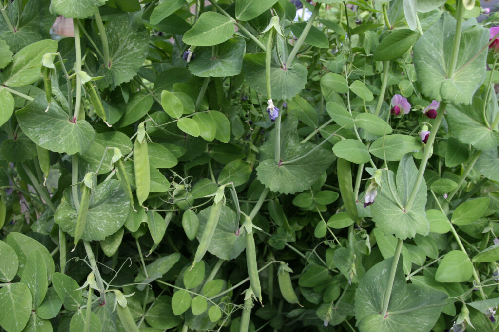 pea plants in a garden