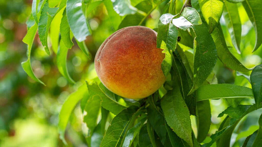 Peach hanging from tree close up