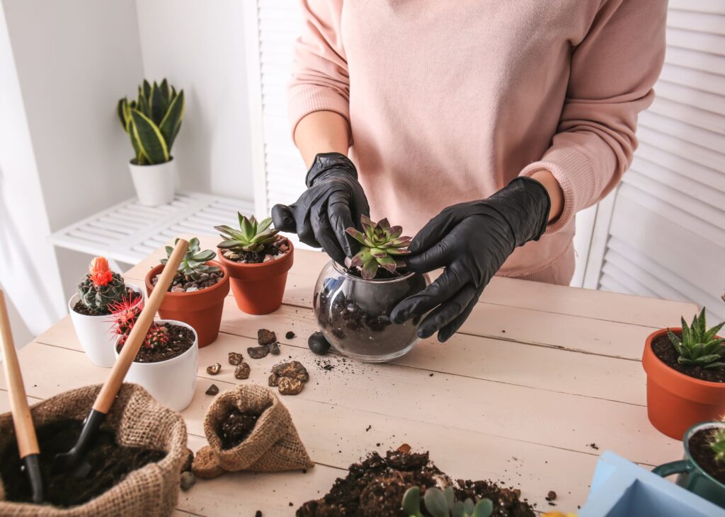 Woman transplanting succulents